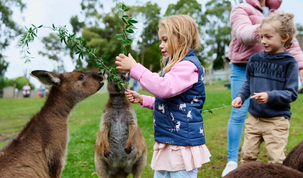 Children feed leafy branches to kangaroos at Ballarat Wildlife Park.